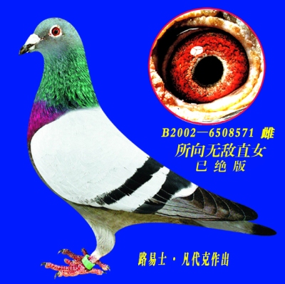 世界大名鸽"所向无敌"直女