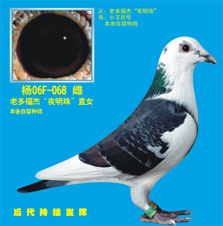 杰士波西瓦12万羽冠军瓦特(百发百杨阿腾赛鸽图片黑眼杨阿腾信鸽图片
