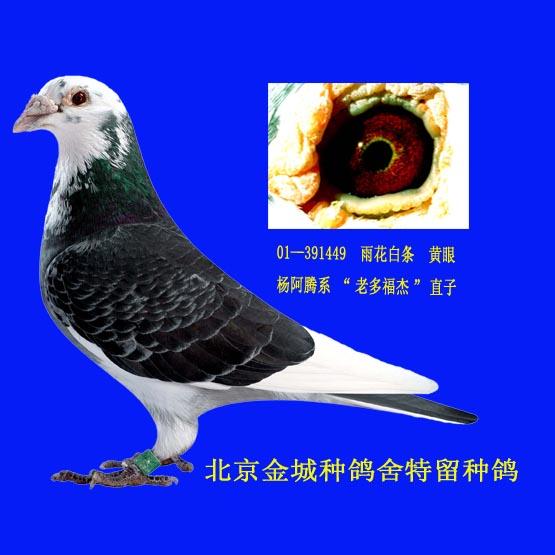 老多福杰直子