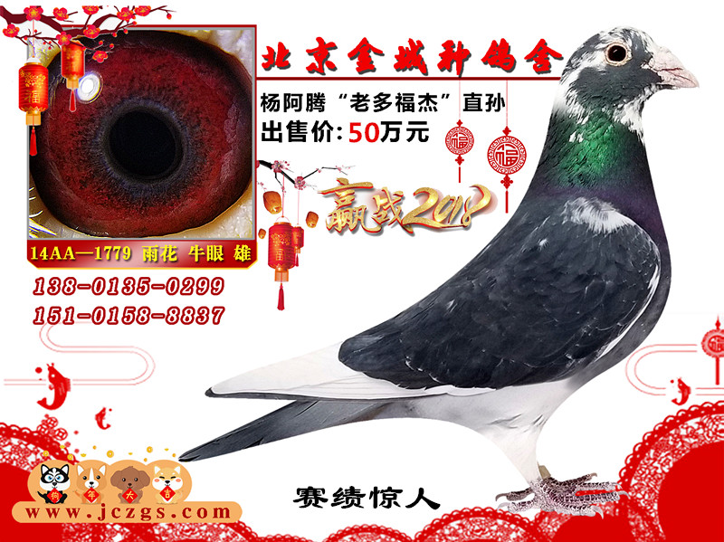 来源: 日期:2018-01-31杨阿腾"老多福杰"直孙金城种鸽舍留言本北京